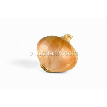 Professional Exporting New Season Fresh Yellow Onion